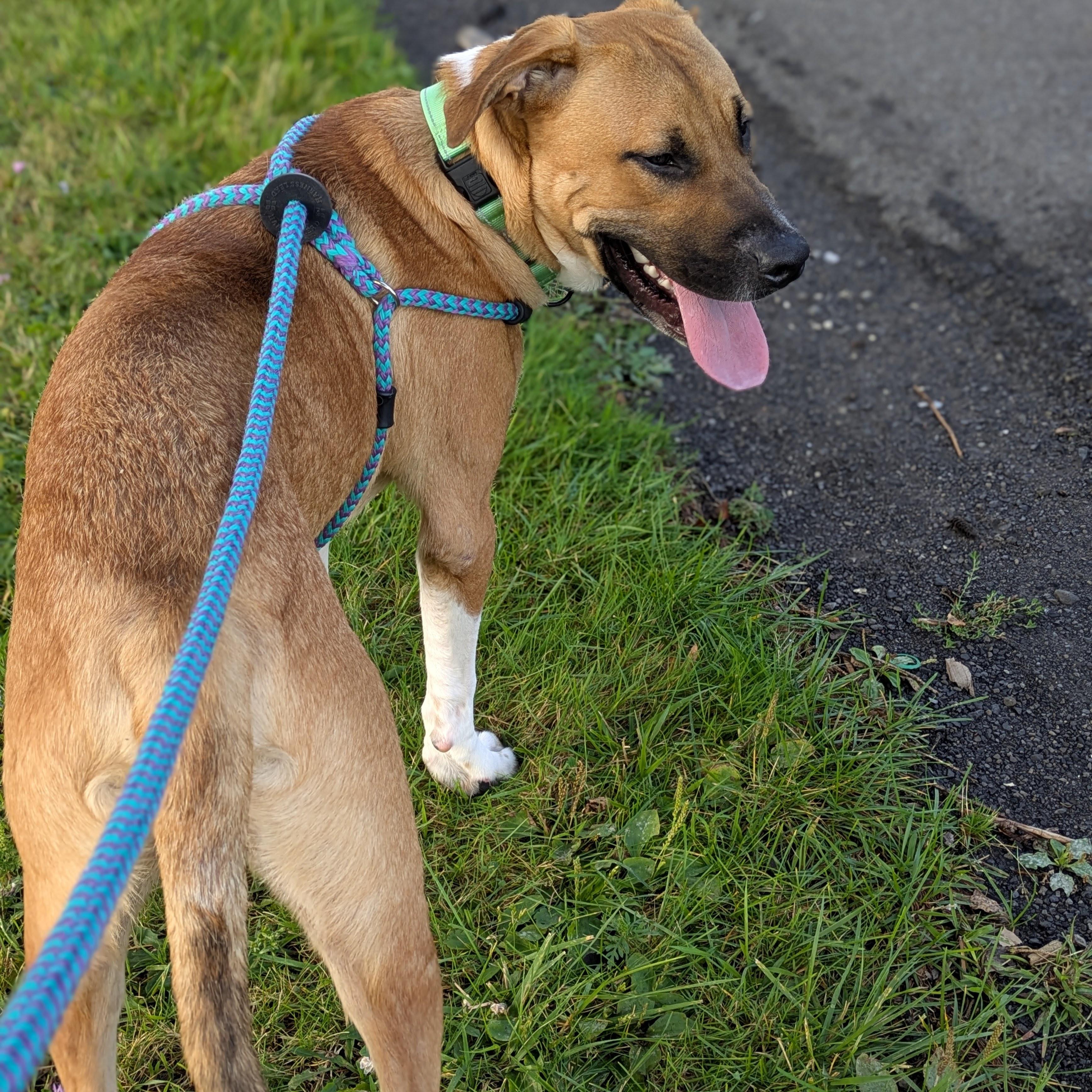 Enlarge Evander, a Adopted mixed breed in Syracuse, NY image 2/3