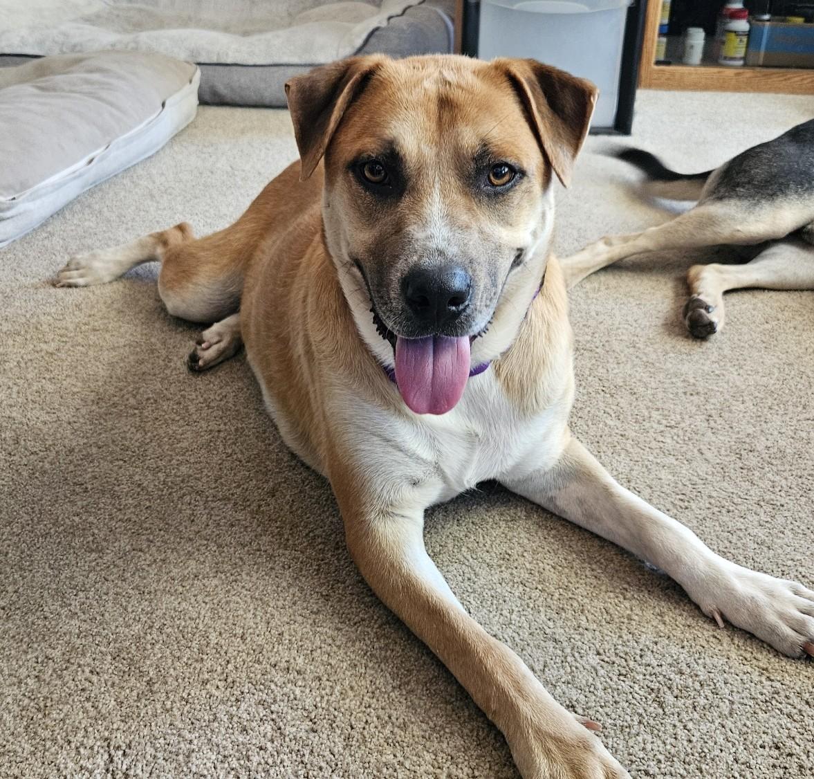 Josie, Adoptable, Young Female Mixed Breed.