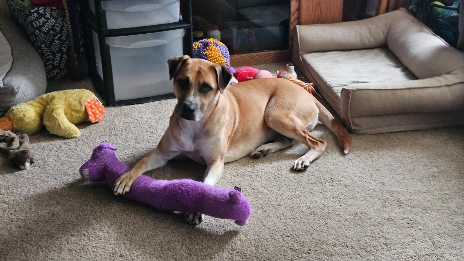 Enlarge Josie, a Adoptable Mixed Breed in San Jose, CA image 1/6