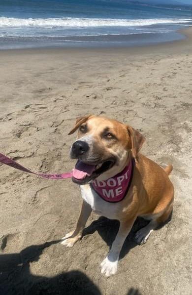 Josie, a Adoptable Mixed Breed in San Jose, CA image 3/5