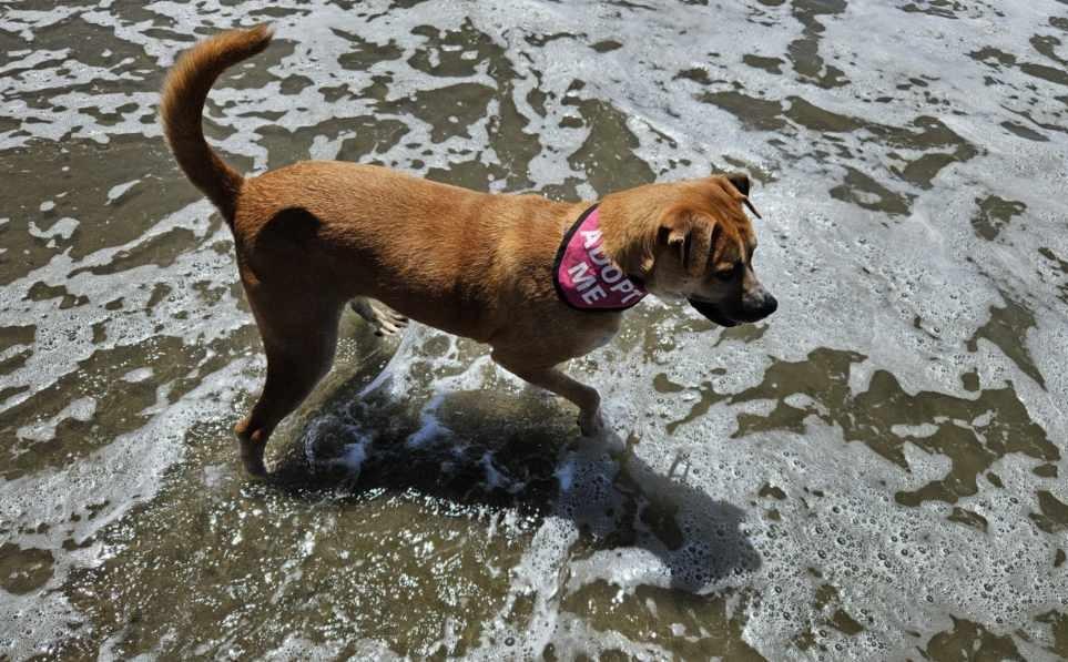 Josie, a Adoptable Mixed Breed in San Jose, CA image 5/5