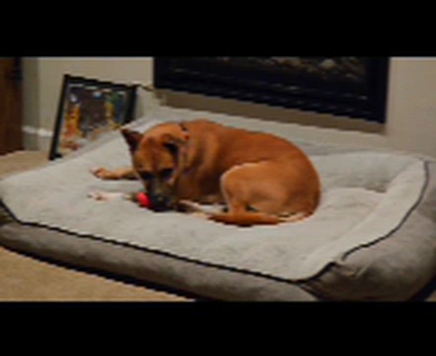 Enlarge Josie, a Adoptable Mixed Breed in San Jose, CA video 6/6