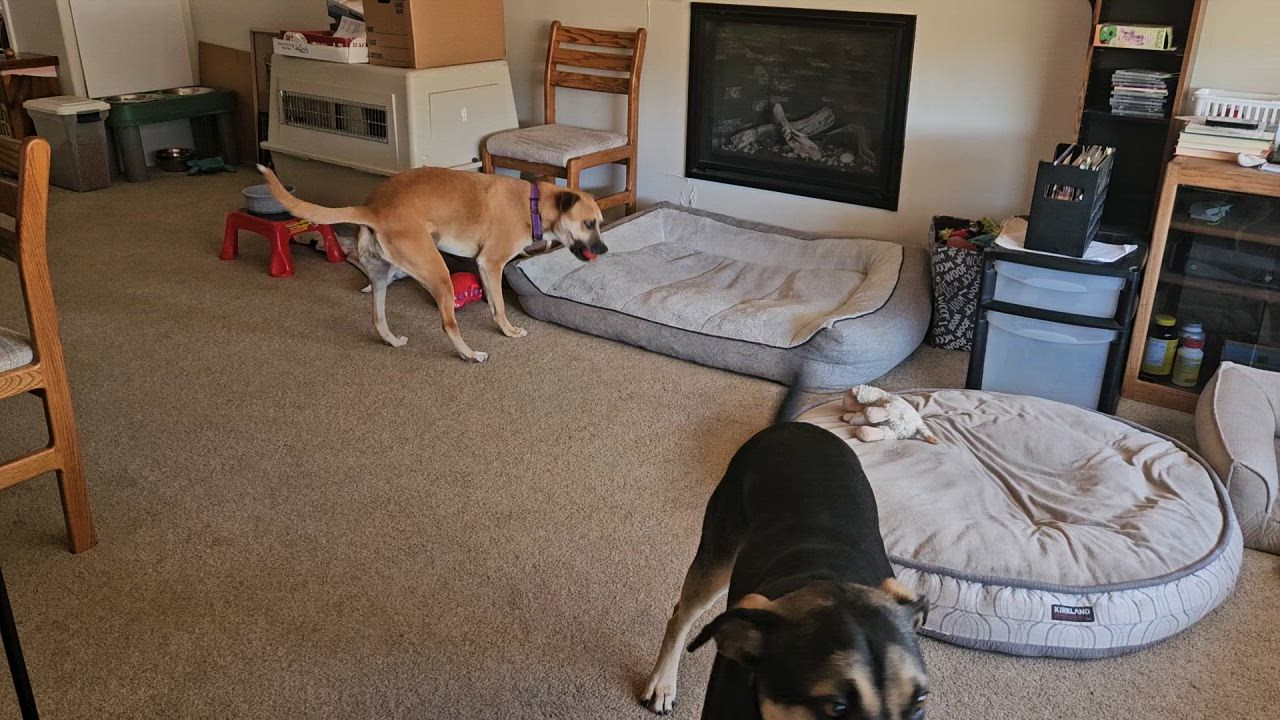 Enlarge Josie, a Adoptable Mixed Breed in San Jose, CA video 6/6