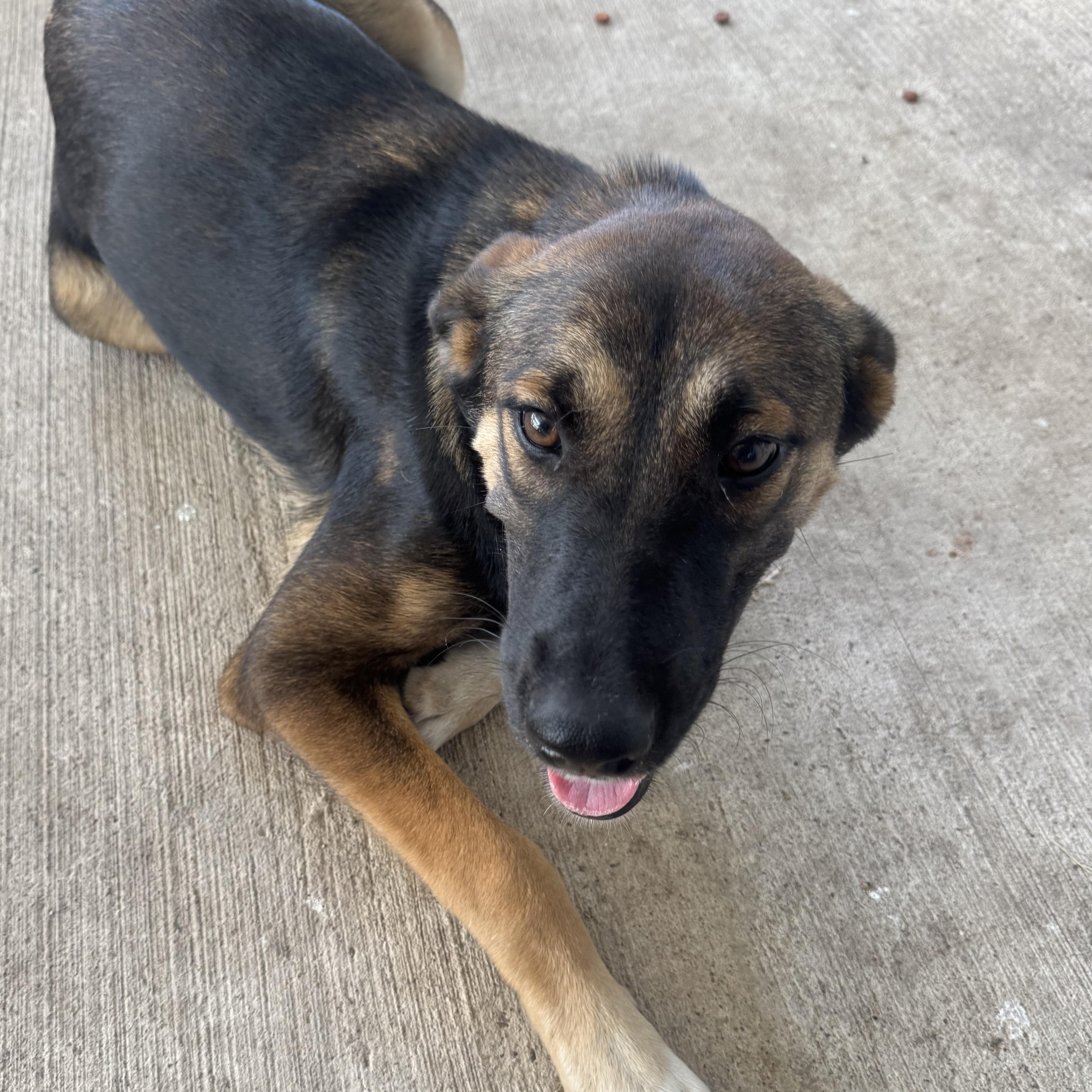 Enlarge Isla, a Adopted German Shepherd Dog in White Marsh, MD image 3/6