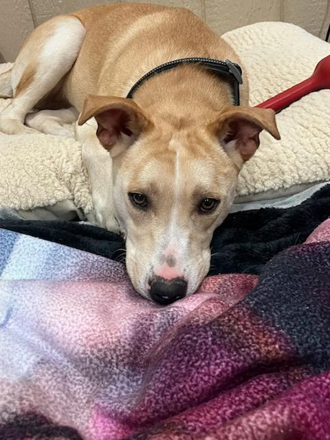 Zero, ADOPTABLE, Adult Female Mixed Breed.