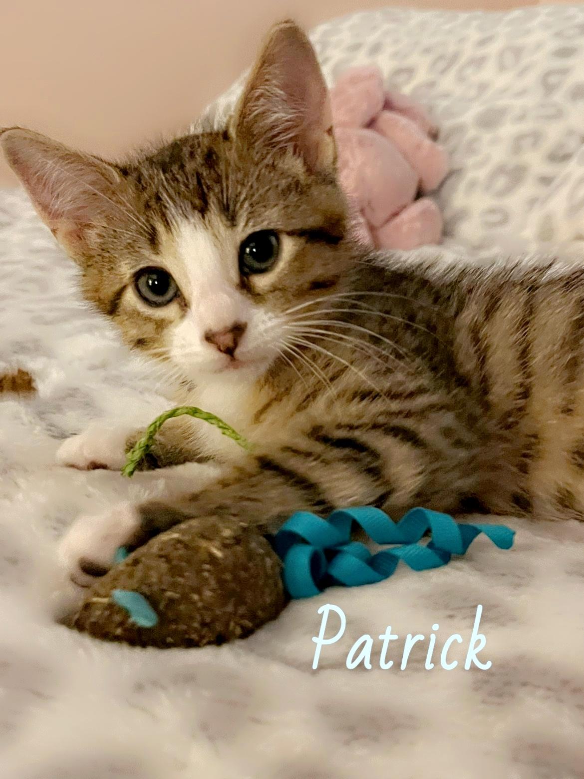 Patrick, an adopted Domestic Short Hair in Pardeeville, WI image 1/2