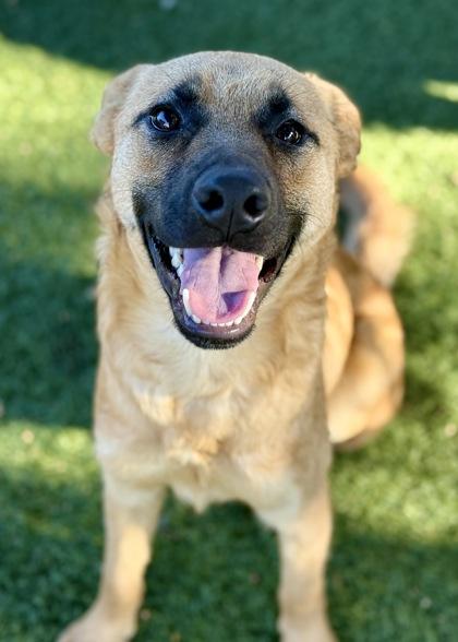 Flynn, a Adoptable mixed breed in Red Bluff, CA image 3/3