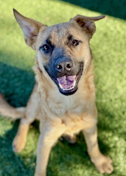 Flynn, a Adoptable mixed breed in Red Bluff, CA image 2/3