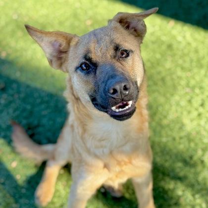 Flynn, a Adoptable mixed breed in Red Bluff, CA image 1/3