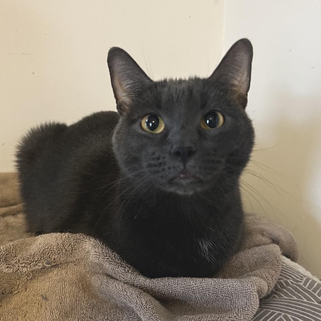 Tom, Adoptable, Adult Male Domestic Short Hair.