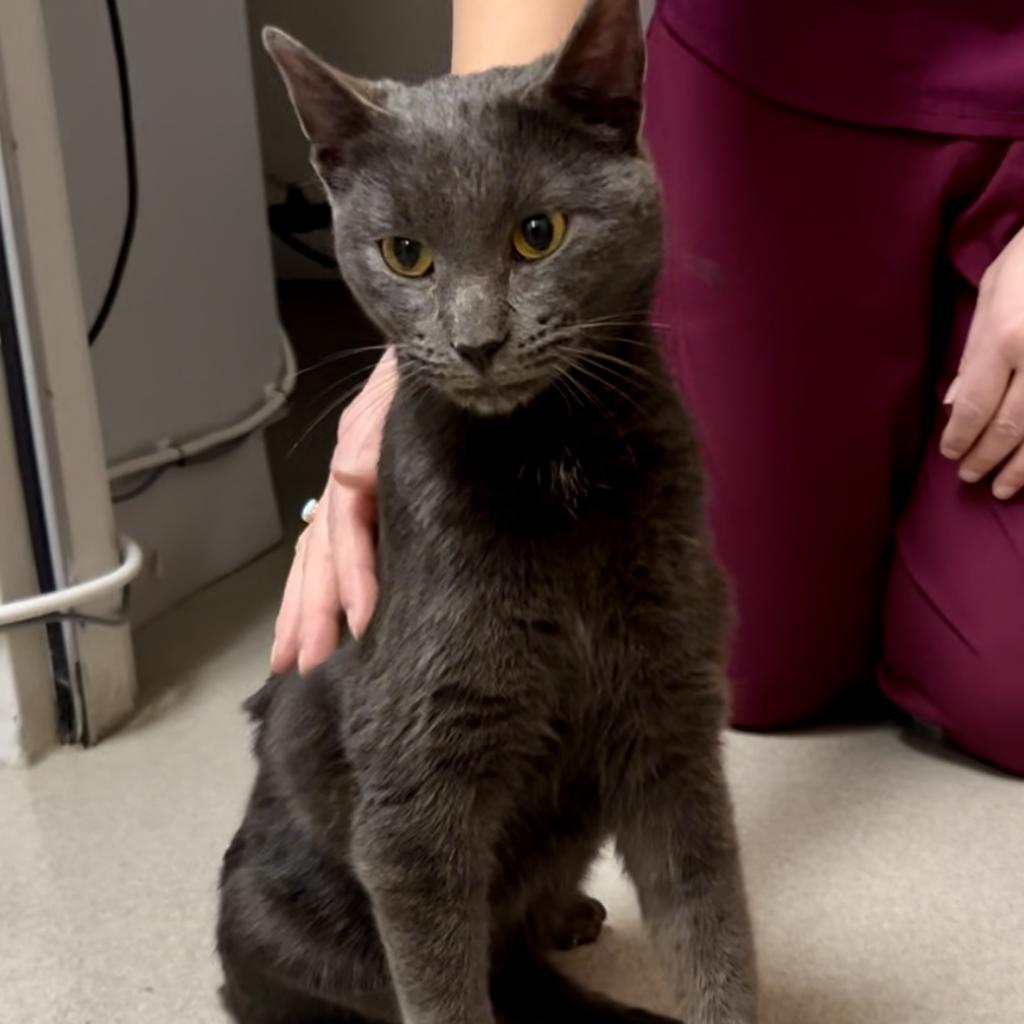 Enlarge Tom, a Adoptable Domestic Short Hair in Wind Gap, PA image 2/3