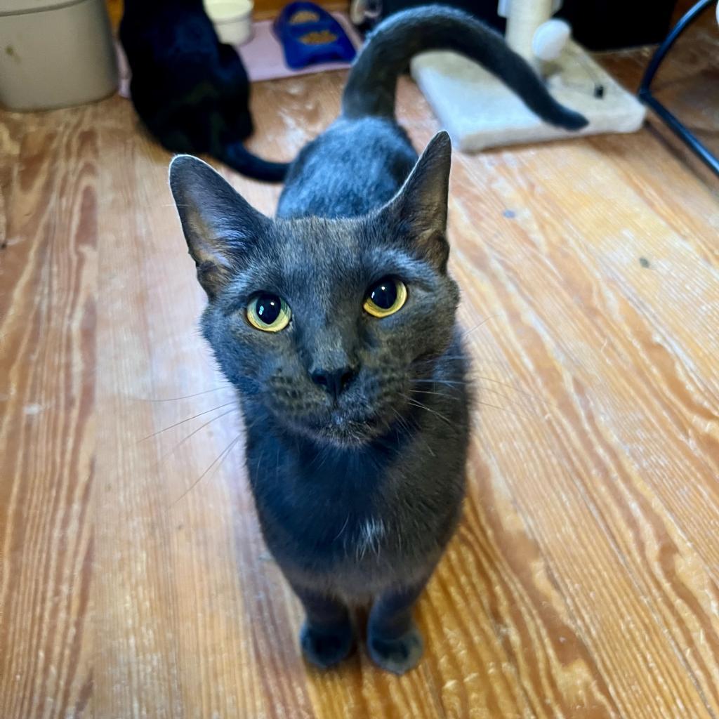 Enlarge Tom, a Adoptable Domestic Short Hair in Wind Gap, PA image 3/3