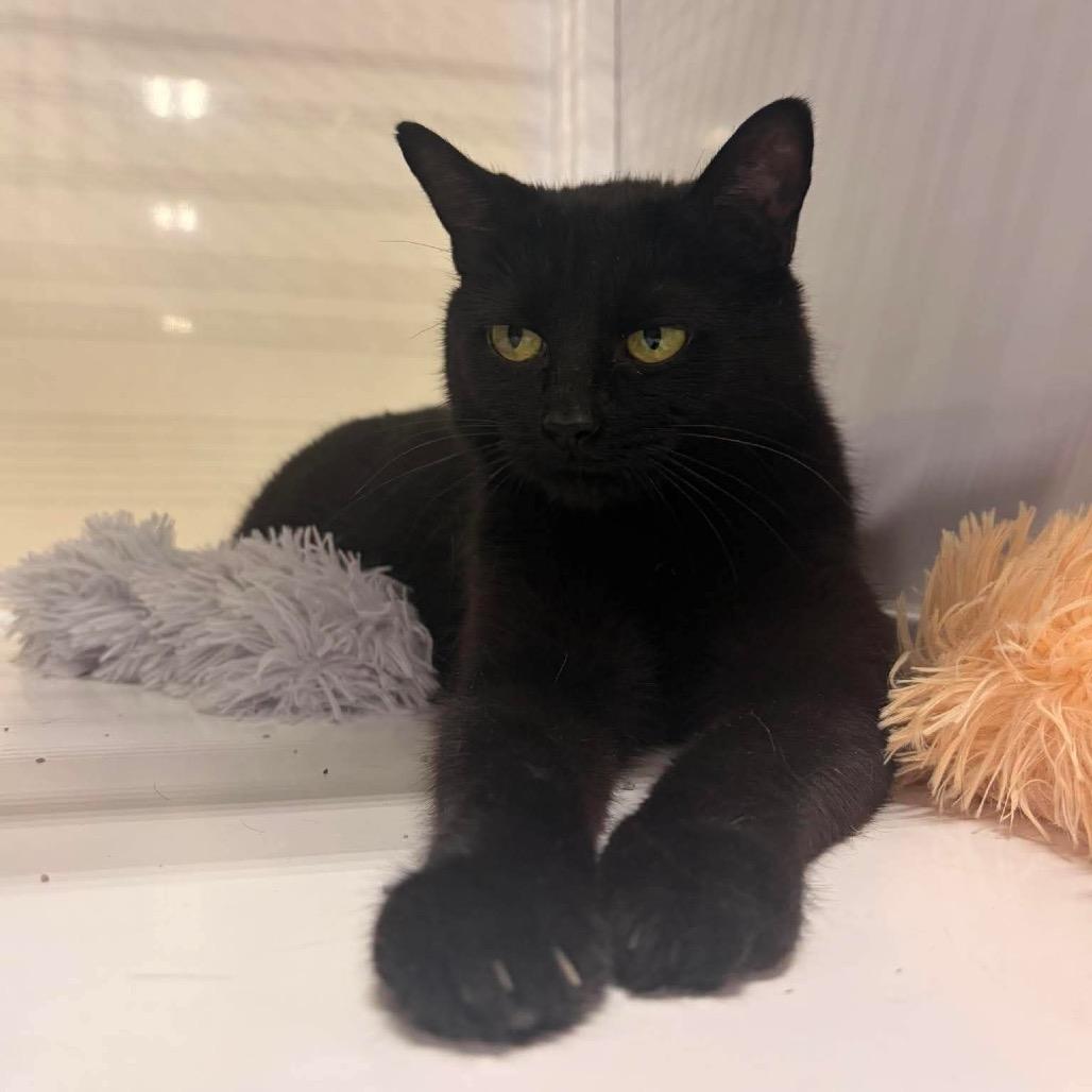 Enlarge Mabel, a Adoptable American Shorthair in Brevard, NC image 1/1