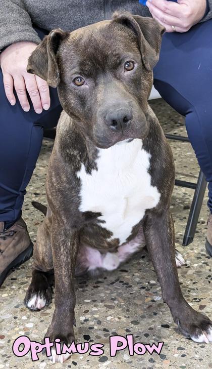 Enlarge Optimus Plow, a Adoptable mixed breed in Mason, MI image 1/2