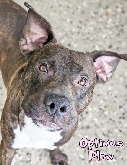 Optimus Plow, Adoptable, Adult Male Pit Bull Terrier & Mixed Breed.