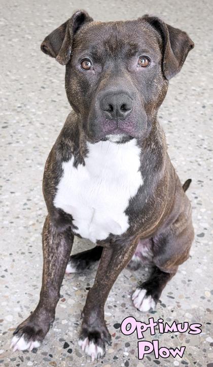 Enlarge Optimus Plow, a Adoptable mixed breed in Mason, MI image 1/1