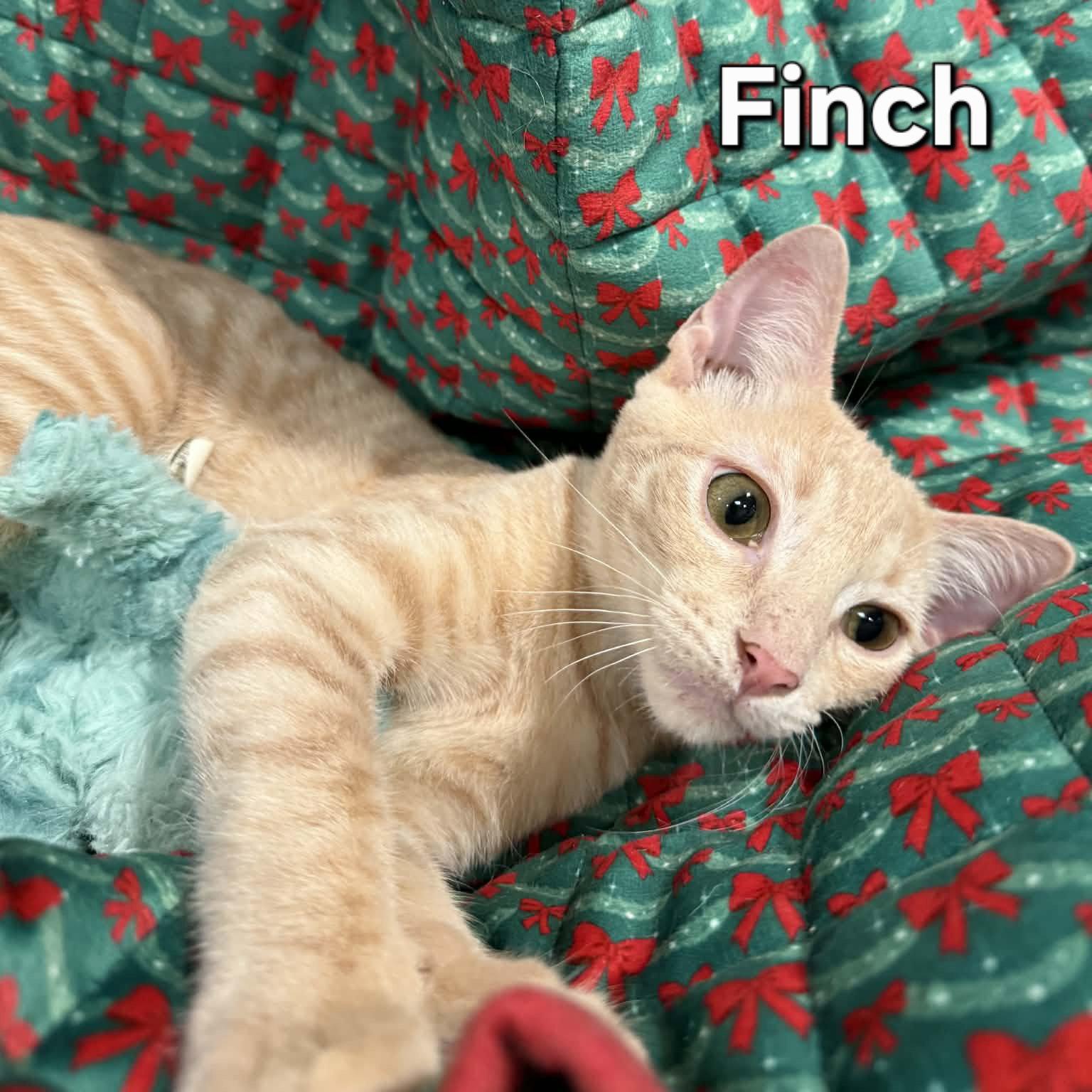 Finch, Adopted, Young Male Domestic Short Hair.