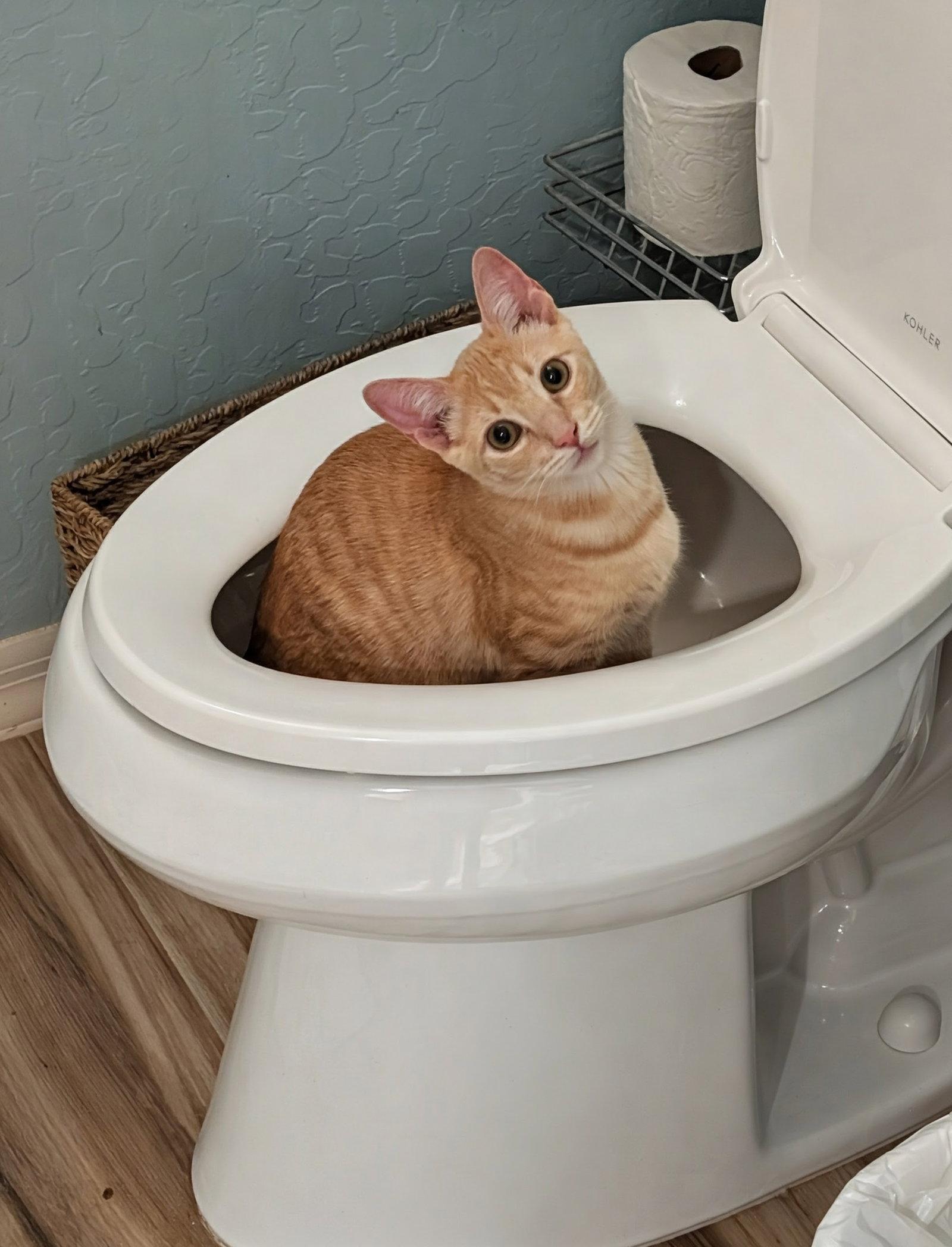 Enlarge Finch, a Adopted Domestic Short Hair in Phoenix, AZ image 2/2