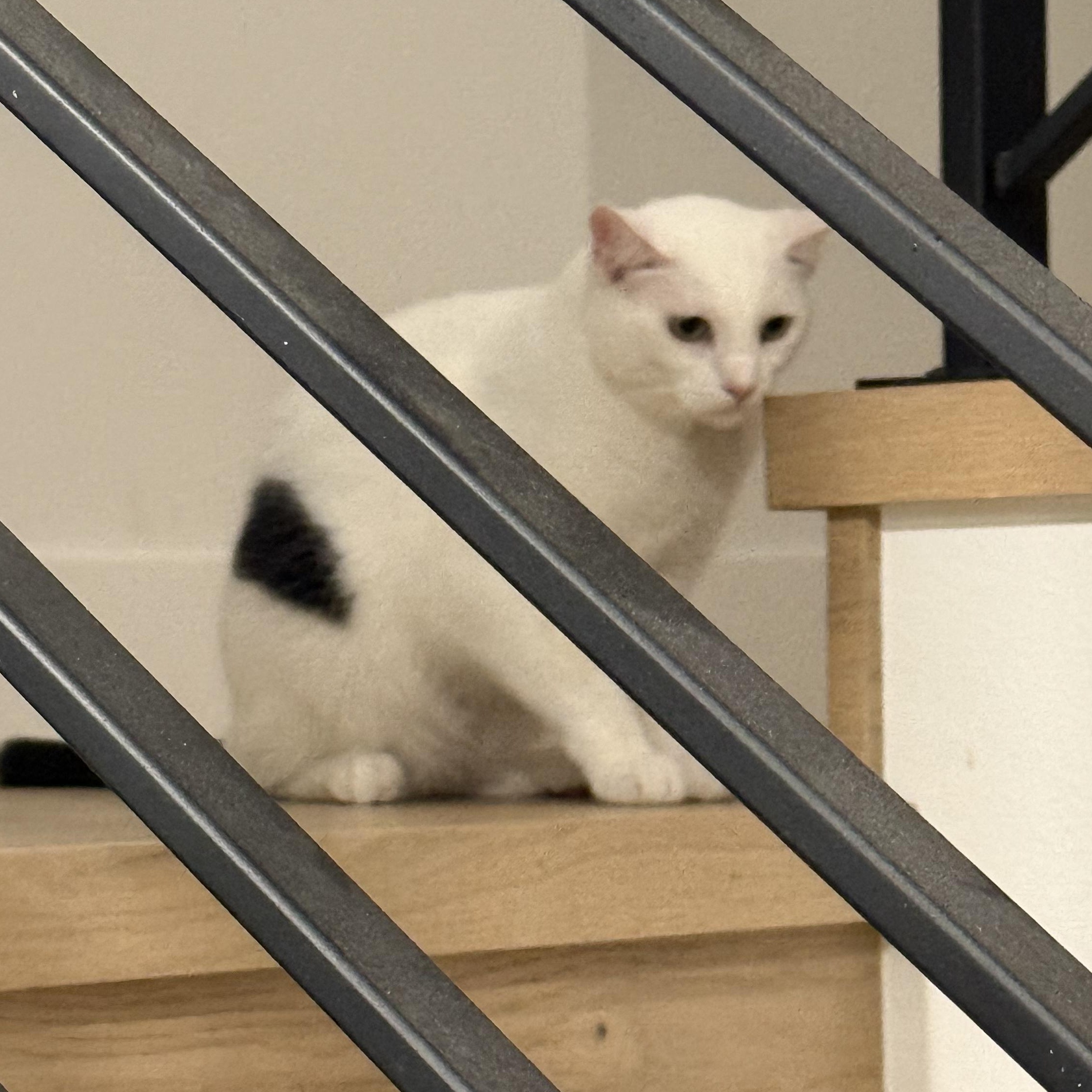 Mr. Wonderful Angel, a Adoptable Domestic Short Hair in Vancouver, BC image 3/6