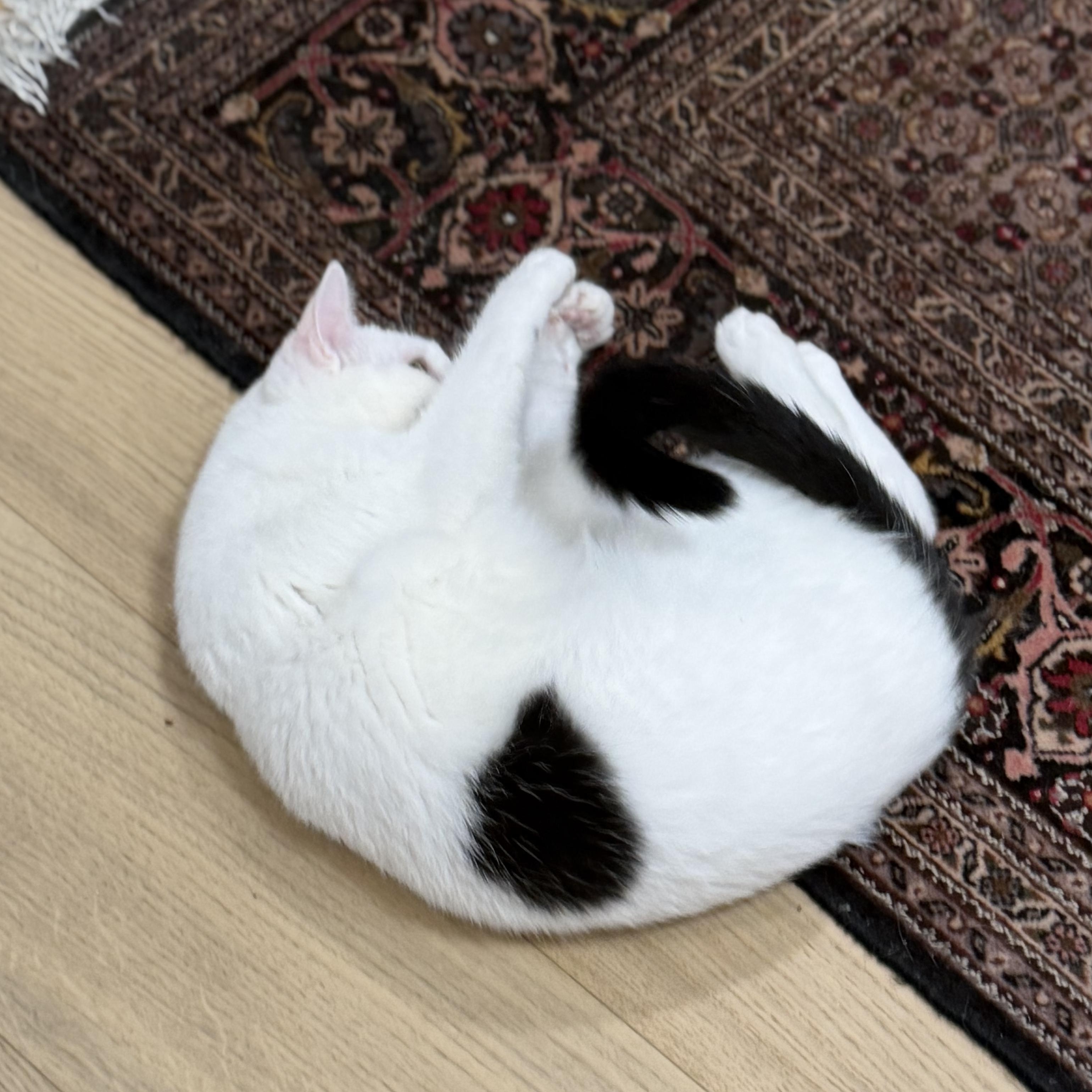 Mr. Wonderful Angel, a Adoptable Domestic Short Hair in Vancouver, BC image 4/6