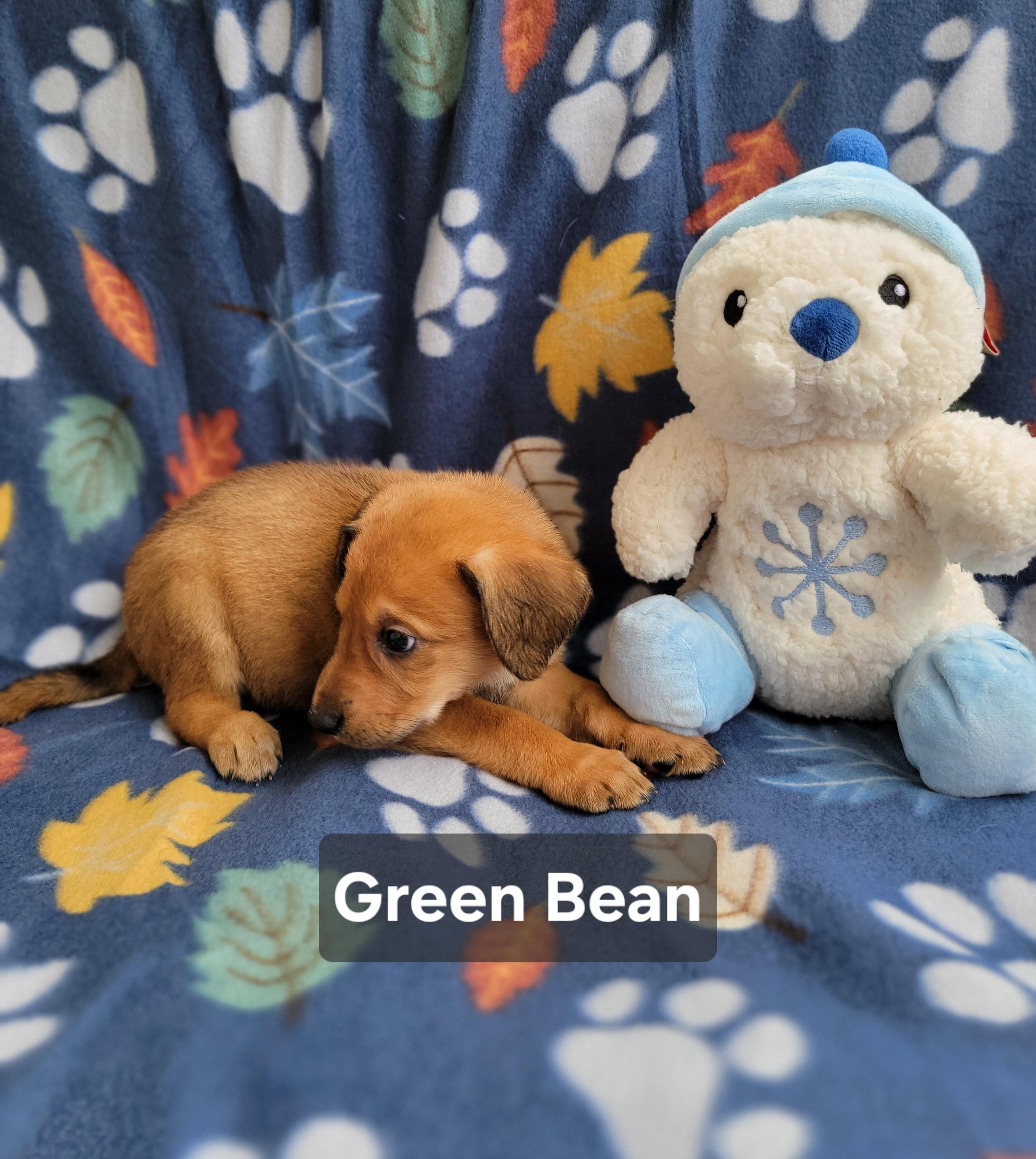 Enlarge Green Bean, an adopted mixed breed in St. Augustine, FL image 3/4