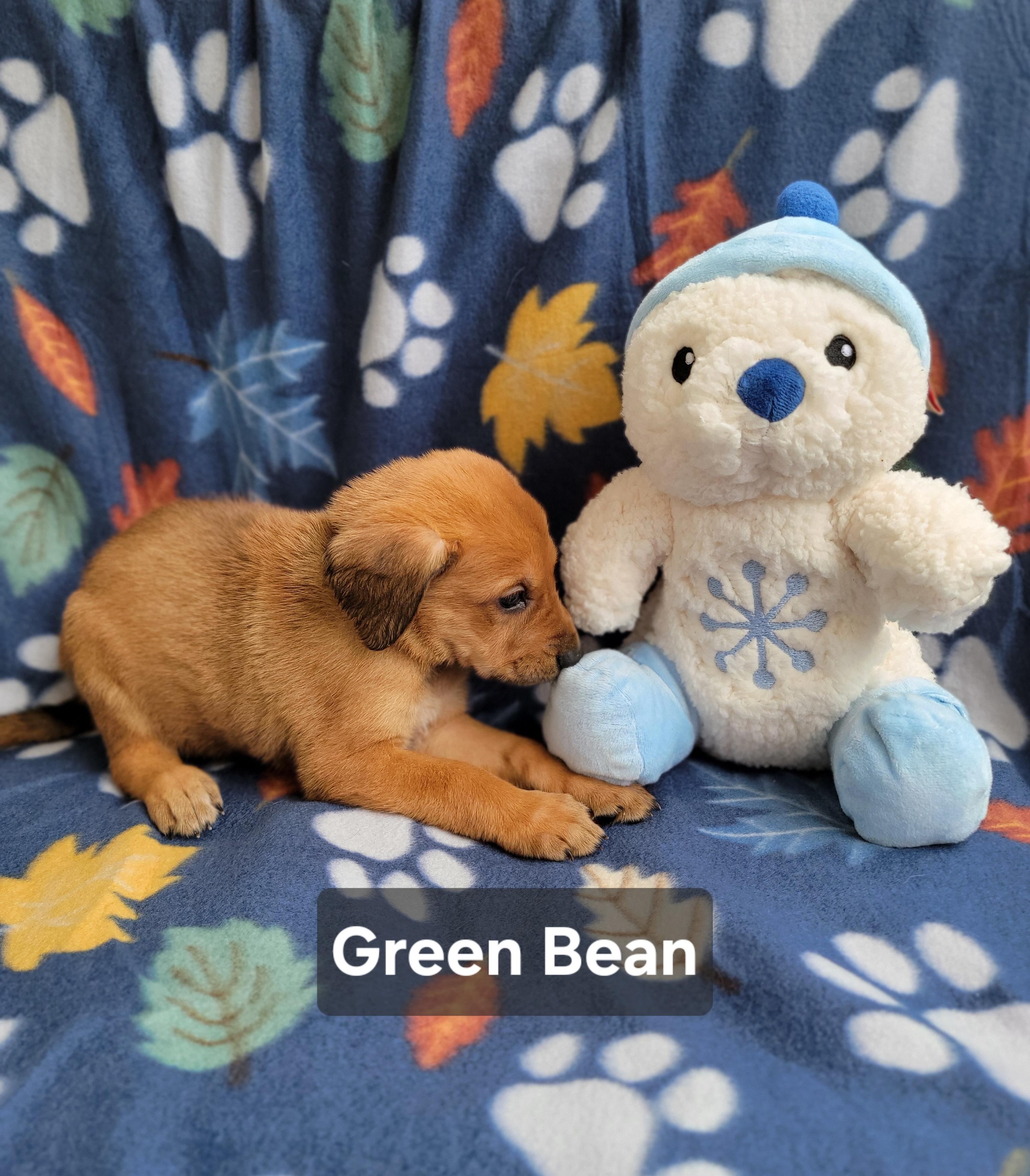 Enlarge Green Bean, an adopted mixed breed in St. Augustine, FL image 4/4