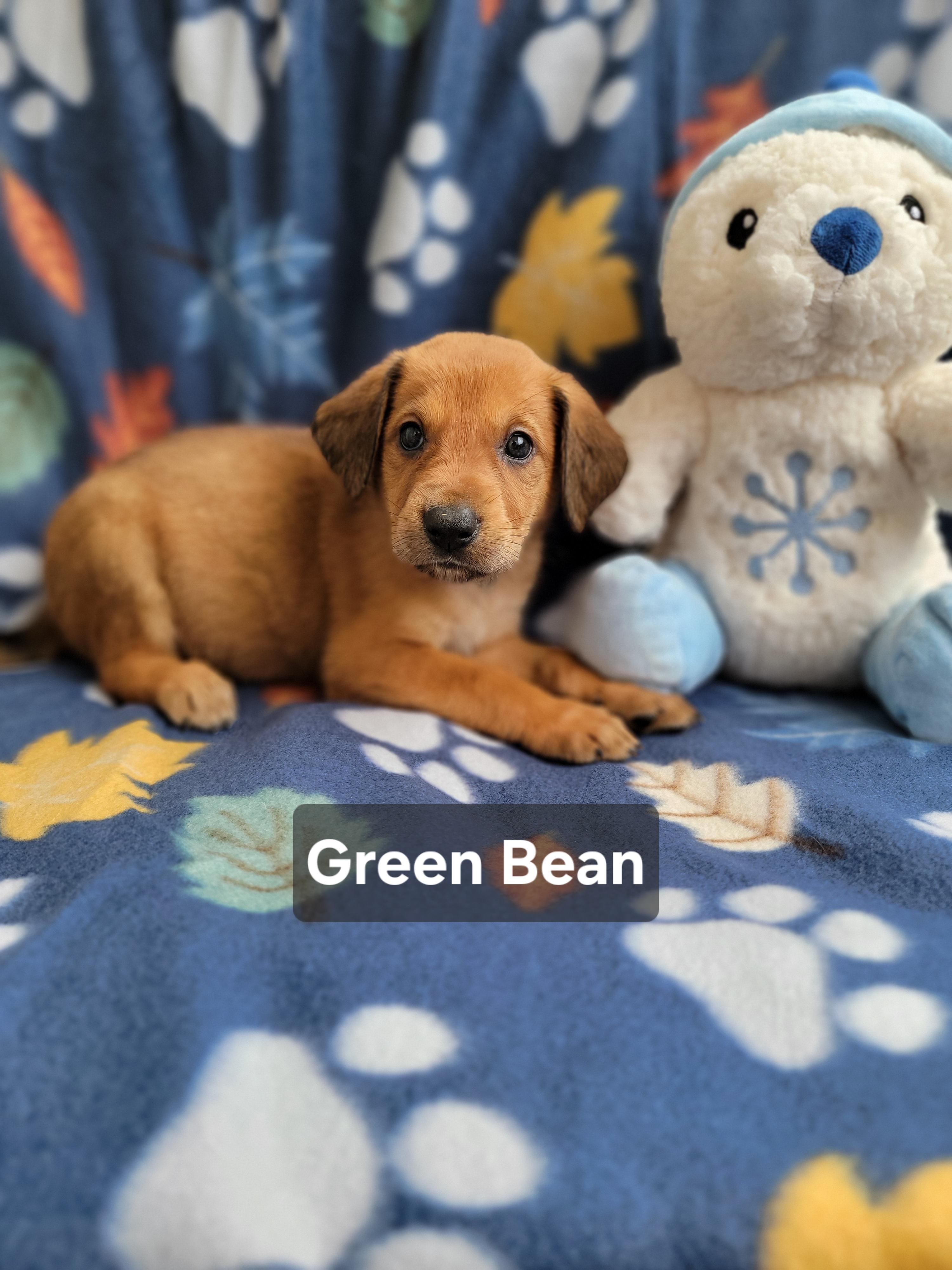 Enlarge Green Bean, an adopted mixed breed in St. Augustine, FL image 2/4
