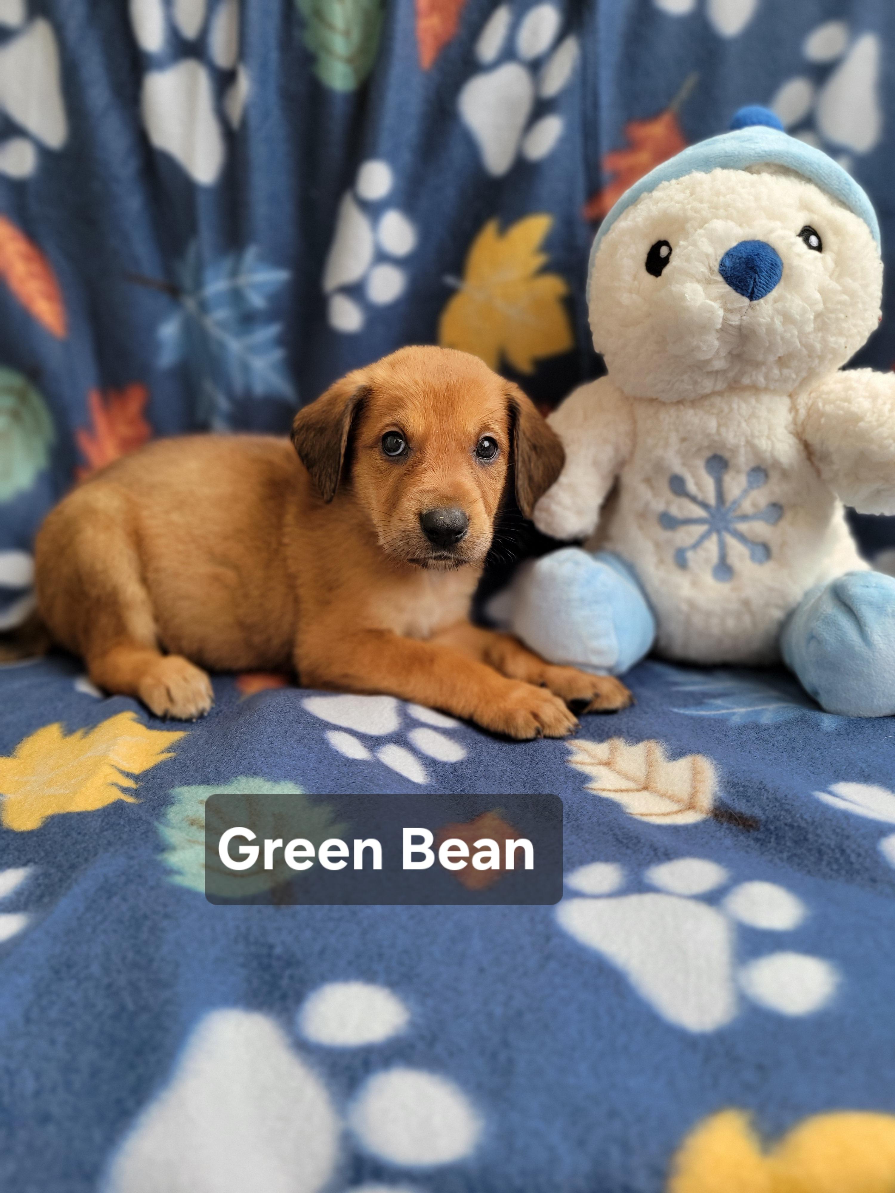 Green Bean, ADOPTABLE, Puppy Male German Shepherd Dog & Redbone Coonhound.