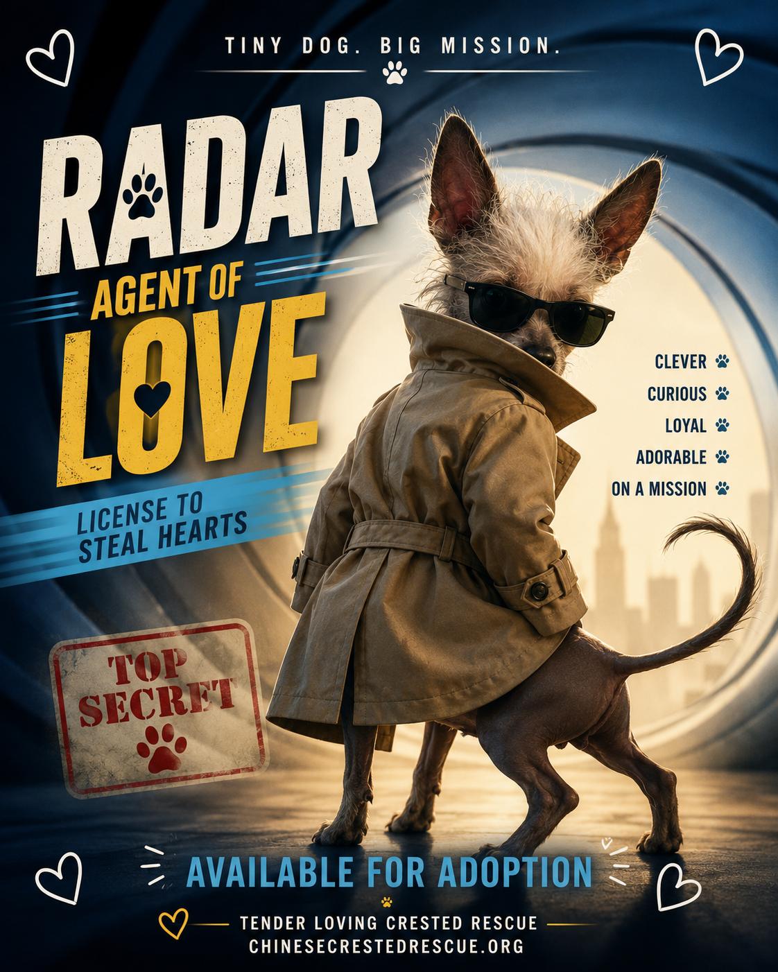 Enlarge Radar, a Adoptable Chinese Crested Dog in Green River, UT image 3/3