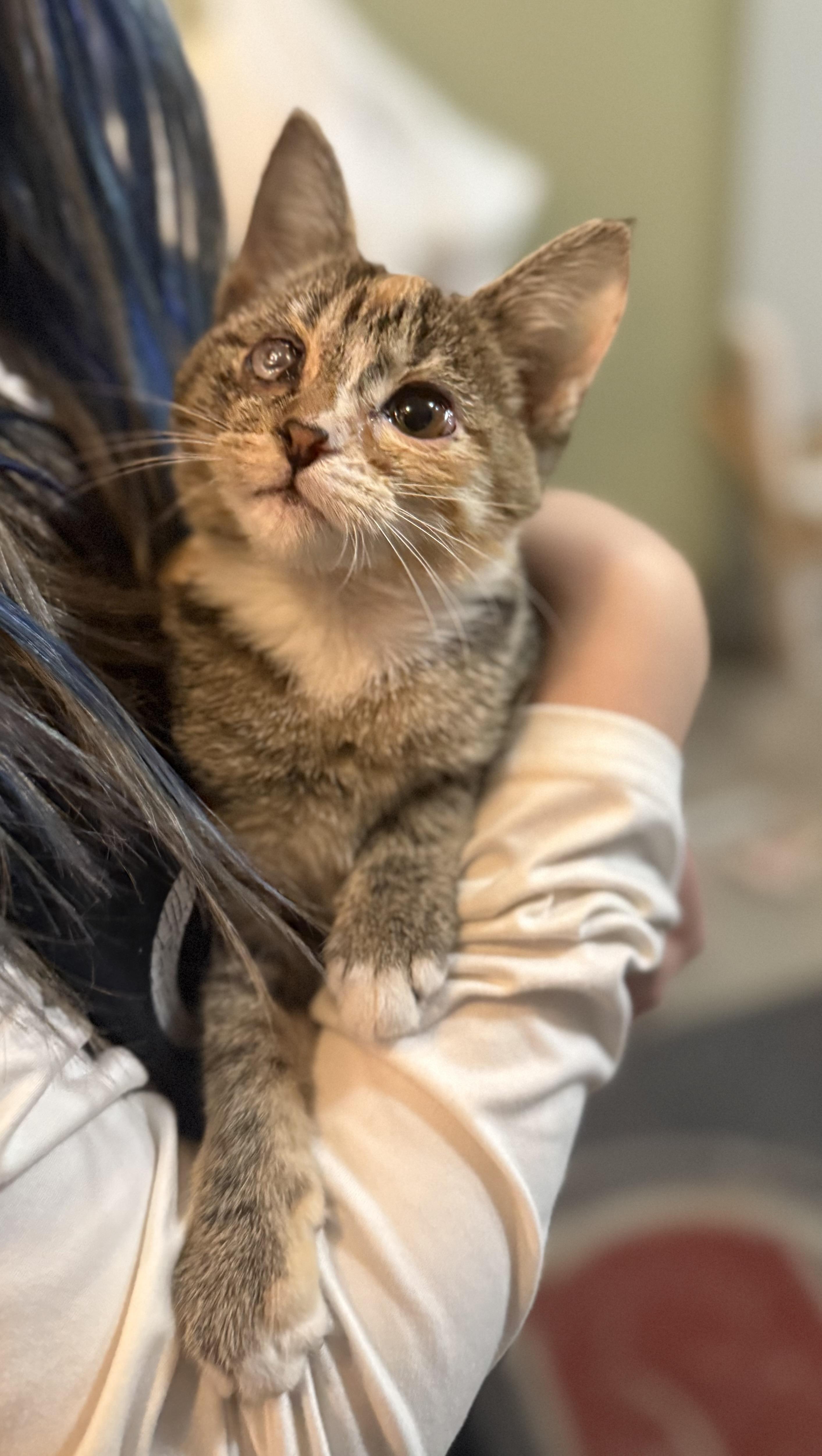 Enlarge Mango, an adopted Domestic Short Hair in Eagleville, TN image 1/1