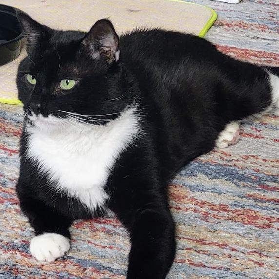 Enlarge Pepe, a Adoptable Domestic Short Hair in Philadelphia, PA image 1/3