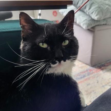 Enlarge Pepe, a Adoptable Domestic Short Hair in Philadelphia, PA image 3/3
