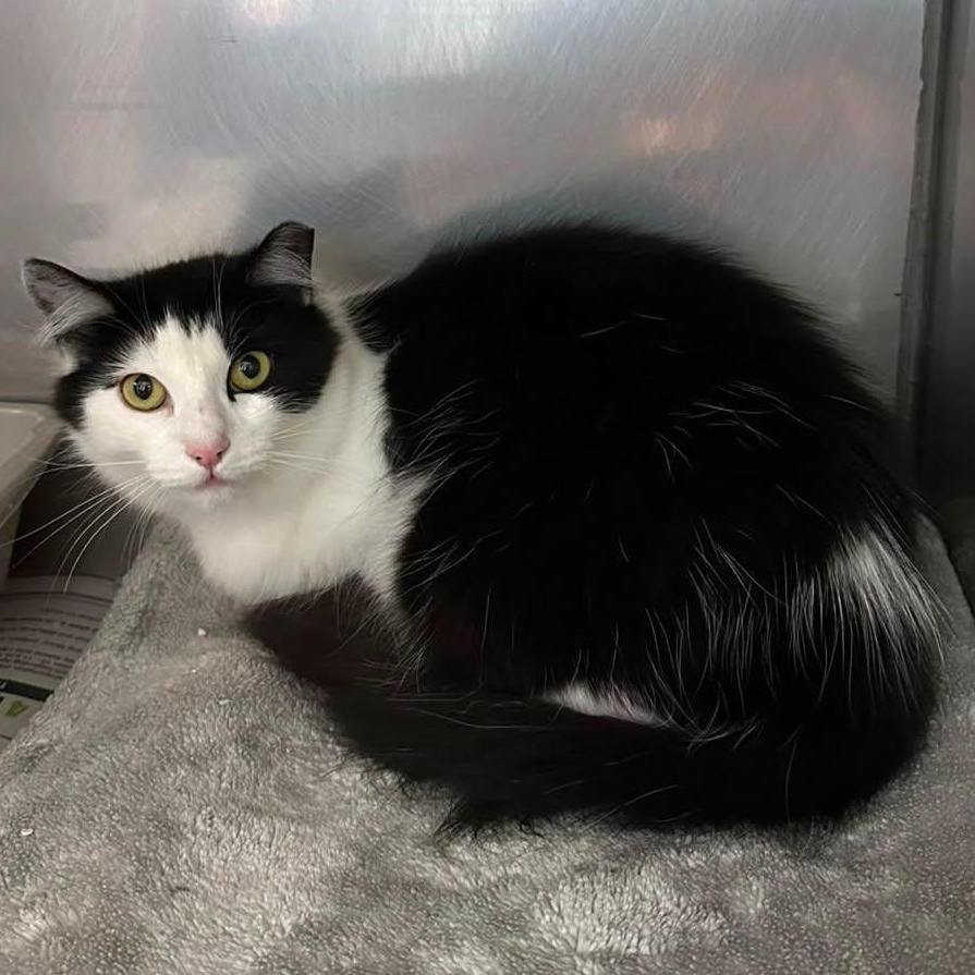 Enlarge Georgia, a Adoptable Domestic Long Hair in Exeter, RI image 1/1