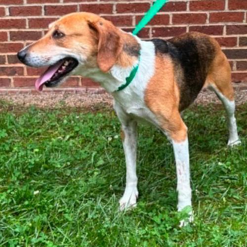 Evangeline, Adoptable, Young Female Hound & Mixed Breed.