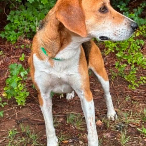 Evangeline, a Adoptable mixed breed in Washington DC, DC image 2/4