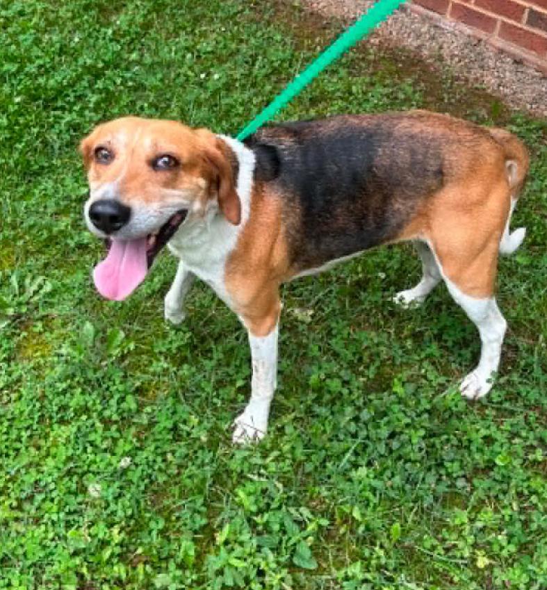 Evangeline, a Adoptable mixed breed in Washington DC, DC image 3/4