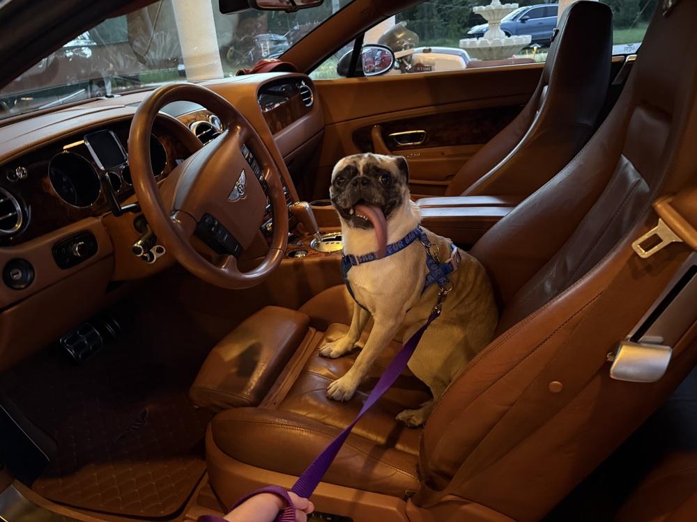 Gooby, Adoptable, Adult Male Pug.
