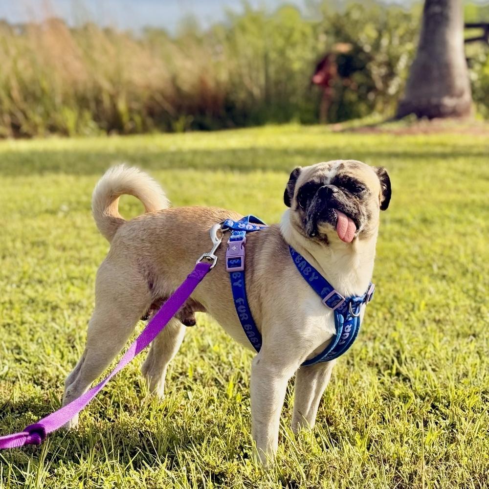 Enlarge Gooby, a Adoptable Pug in Orlando, FL image 2/5