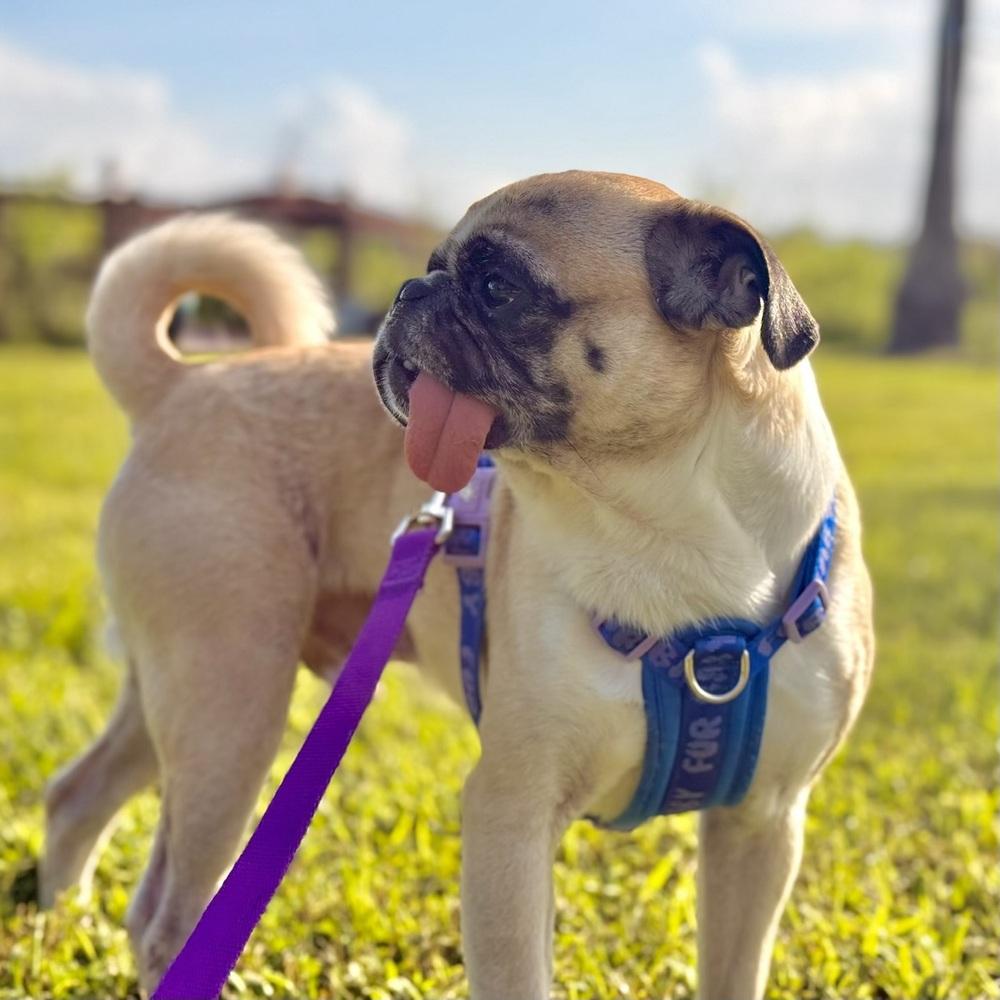 Enlarge Gooby, a Adoptable Pug in Orlando, FL image 3/5