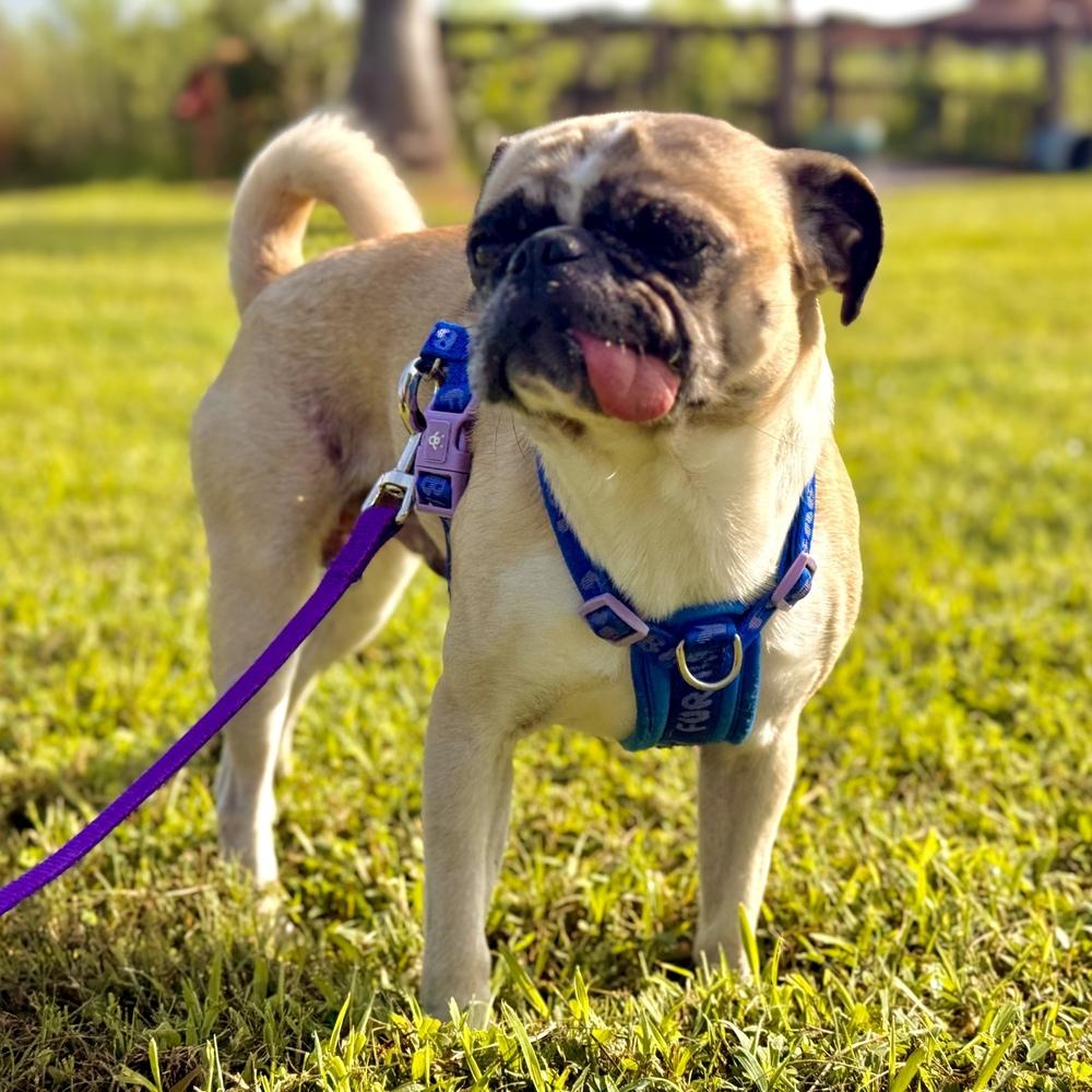 Enlarge Gooby, a Adoptable Pug in Orlando, FL image 4/5