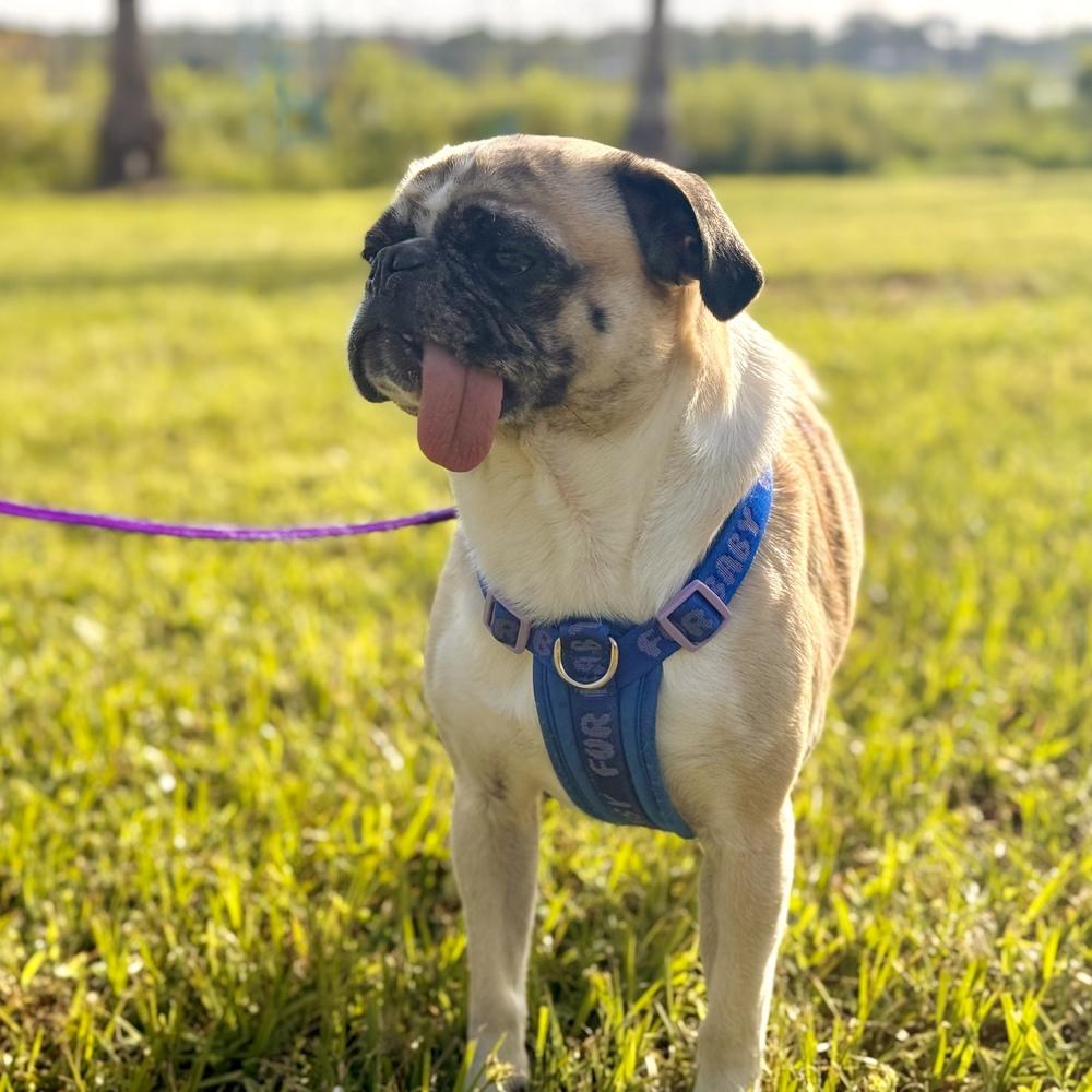 Enlarge Gooby, a Adoptable Pug in Orlando, FL image 5/5