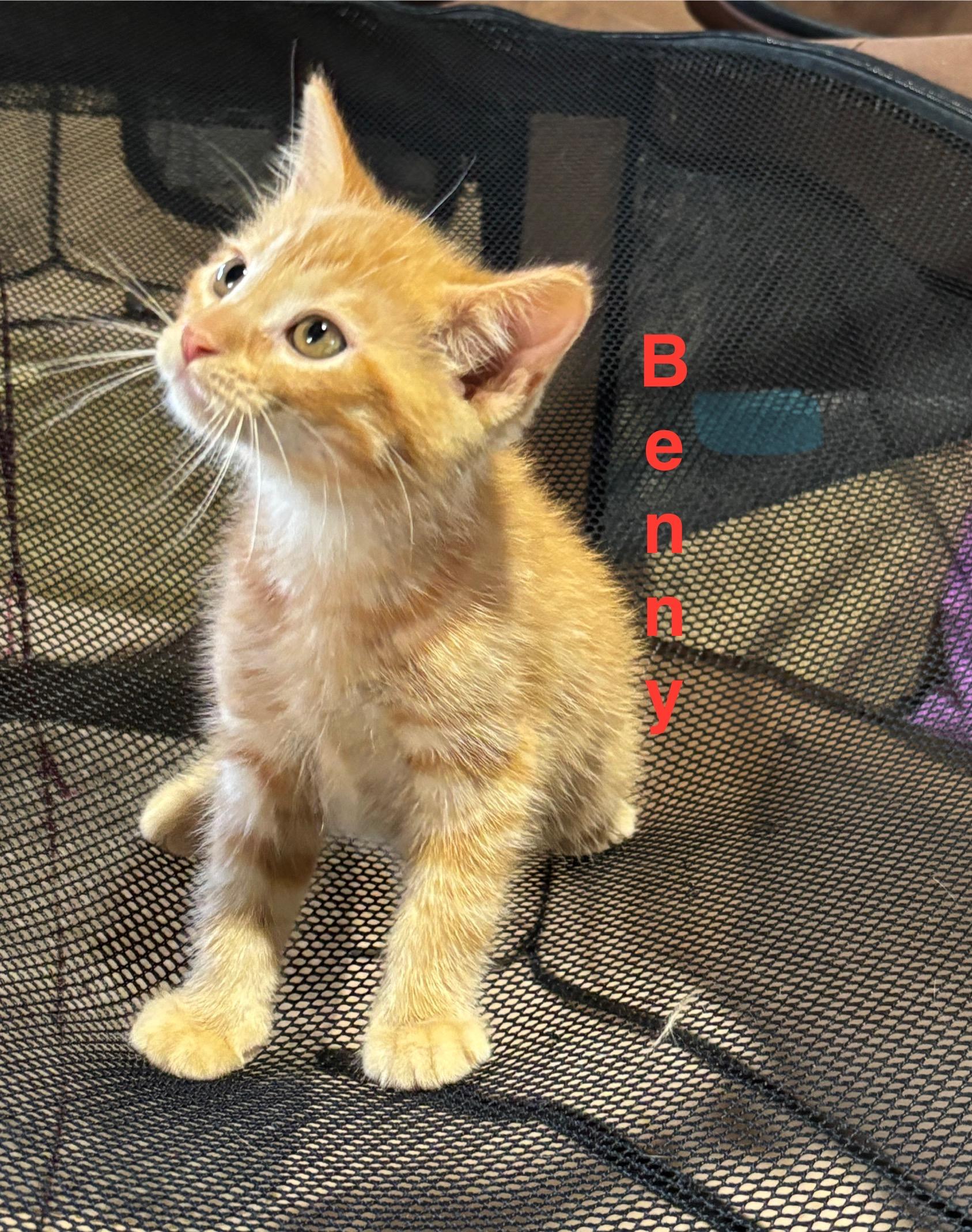 Benny - ABBA Litter