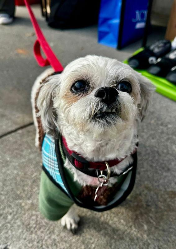 Leo *Adopt*, Adoptable, Young Male Maltese.