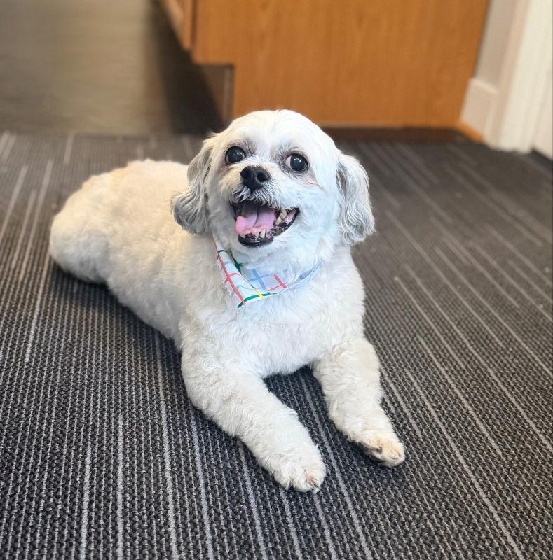 Enlarge Leo *Adopt*, a Adoptable Maltese in Fairfax, VA image 2/3