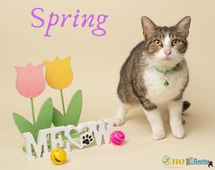Spring, Adoptable, Young Female Domestic Short Hair & Domestic Short Hair.