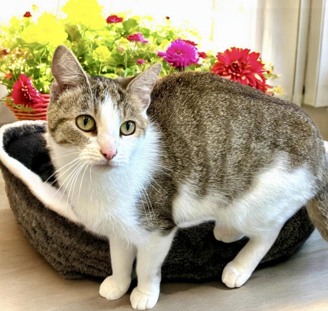 Violet, a Adoptable Domestic Short Hair in Perry, IA image 1/4