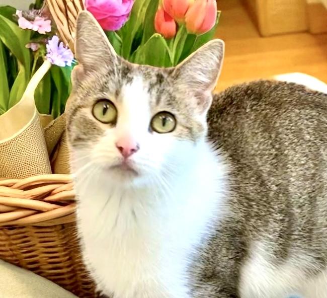 Violet, a Adoptable Domestic Short Hair in Perry, IA image 2/4