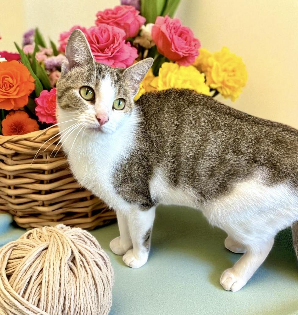 Violet, a Adoptable Domestic Short Hair in Perry, IA image 3/4