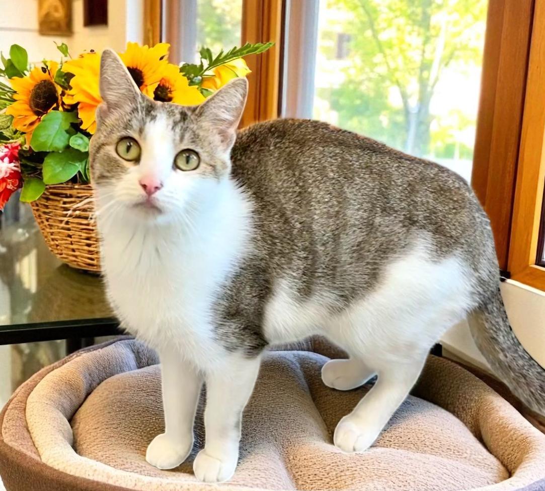 Violet, a Adoptable Domestic Short Hair in Perry, IA image 4/4