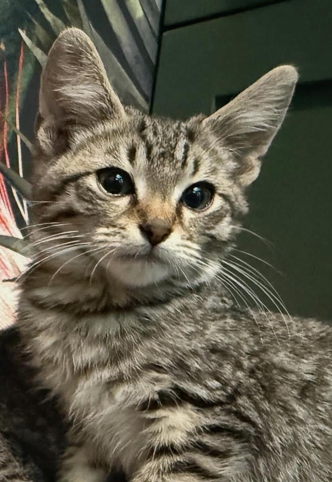 Enlarge Max, a Adoptable mixed breed in Richardson, TX image 1/6